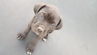 America Bandogge Mastiff Litter for sale in SAINT FRANCIS, MN, USA