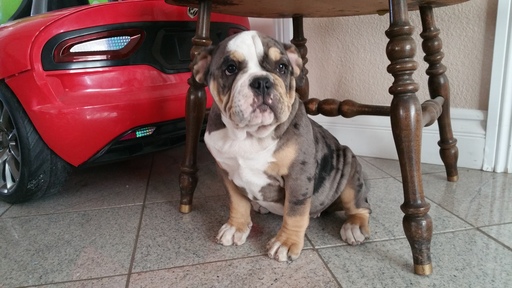 Medium Photo #1 English Bulldog Puppy For Sale in WESTMINSTER, CA, USA