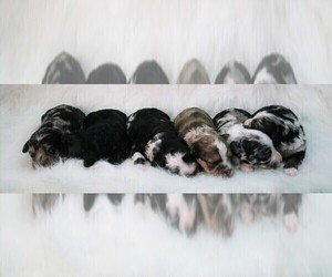 Poodle (Miniature)-ShihPoo Mix Litter for sale in DUBARD, MS, USA