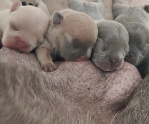 French Bulldog Litter for sale in MIRA LOMA, CA, USA