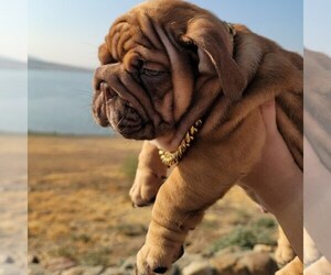 English Bulldog Litter for sale in POPLAR, CA, USA