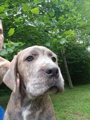 Cane Corso Litter for sale in GOODLETTSVILLE, TN, USA