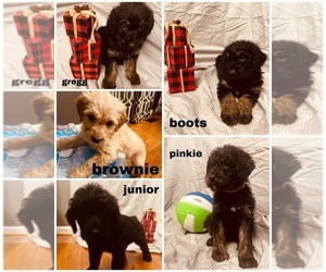 Labradoodle Litter for sale in KINGSPORT, TN, USA