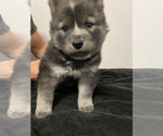 Small Photo #1 Chow Chow-Siberian Husky Mix Puppy For Sale in DENVER, CO, USA