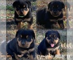 Small Rottweiler