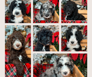 Double Doodle Litter for sale in MIAMI, FL, USA