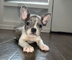 French Bulldog Litter for sale in WEST COLUMBIA, SC, USA