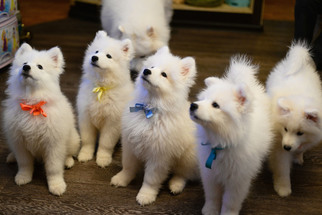 Samoyed Litter for sale in GREENVILLE, PA, USA