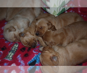 Golden Retriever Litter for sale in WESTERLO, NY, USA