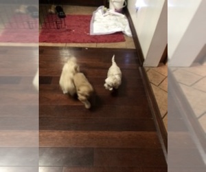 Bichpoo Litter for sale in ETNA GREEN, IN, USA