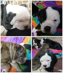 Alapaha Blue Blood Bulldog Litter for sale in COLUMBUS, OH, USA