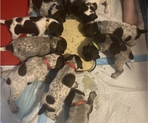 German Shorthaired Pointer Litter for sale in HINESVILLE, GA, USA