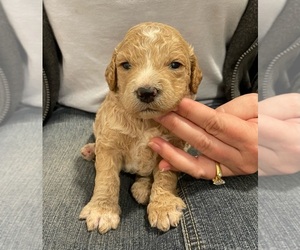 Goldendoodle Litter for sale in ALBION, NJ, USA