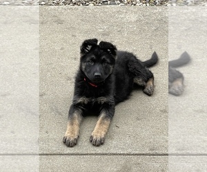 German Shepherd Dog Litter for sale in WEST LIBERTY, KY, USA