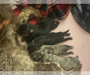 Shih-Poo Litter for sale in MCDONOUGH, GA, USA