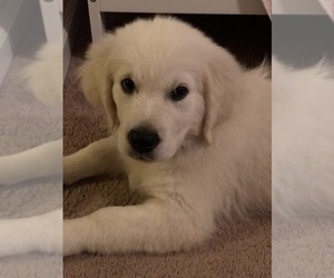 English Cream Golden Retriever Litter for sale in WENDELL, NC, USA