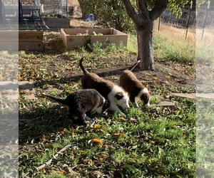 Border Collie Litter for sale in GUSTINE, CA, USA