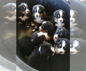 Bernese Mountain Dog Litter for sale in MCCONNELSVILLE, OH, USA