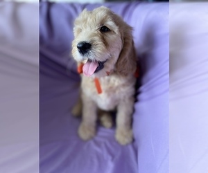 Goldendoodle Litter for sale in ANAHEIM, CA, USA