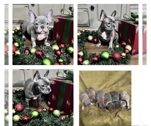 French Bulldog Litter for sale in PARAGOULD, AR, USA