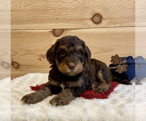 Poodle (Miniature)-Whoodle Mix Litter for sale in DOSS, MO, USA