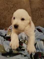 Great Pyrenees Litter for sale in PHELAN, CA, USA