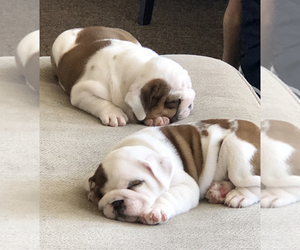 English Bulldog Litter for sale in JONESVILLE, MI, USA