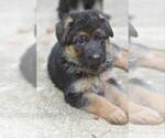 Small German Shepherd Dog