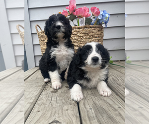 Aussiedoodle Litter for sale in CHESTERFIELD, MI, USA