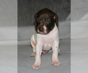 German Shorthaired Pointer Litter for sale in NEOSHO, MO, USA