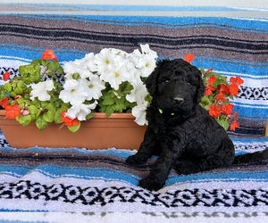 Labradoodle Litter for sale in CORPUS CHRISTI, TX, USA