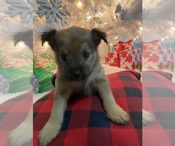 Full screen Photo #1 Pom-A-Nauze Puppy For Sale in INDIO, CA, USA