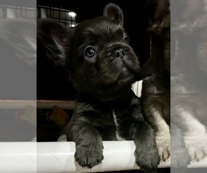 French Bulldog Litter for sale in HICKORY, NC, USA