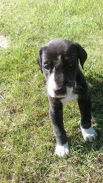 Medium Photo #1 Great Dane Puppy For Sale in HOWARD CITY, MI, USA