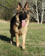 German Shepherd Dog Litter for sale in ROSWELL, GA, USA