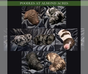 Poodle (Standard) Litter for sale in STATHAM, GA, USA