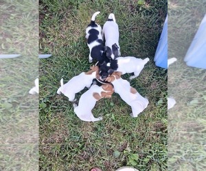 Jack Russell Terrier Litter for sale in FAIRVIEW, MO, USA