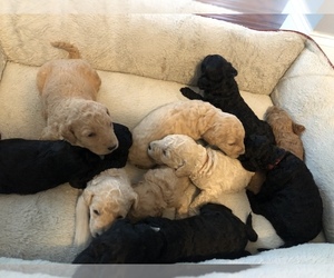 Goldendoodle Litter for sale in WAXHAW, NC, USA