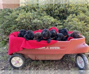 Labradoodle Litter for sale in GRAHAM, NC, USA