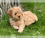 Small Cavapoo