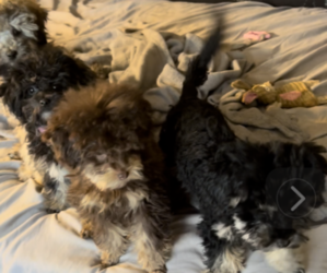 Poodle (Toy)-ShihPoo Mix Litter for sale in MUNDELEIN, IL, USA