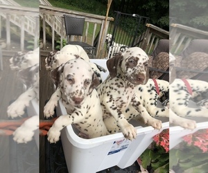 Dalmatian Litter for sale in NEW MILFORD, CT, USA