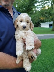 Golden Retriever-Pyredoodle Mix Litter for sale in DEFIANCE, OH, USA