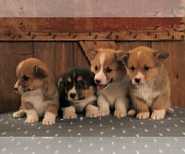 Medium Photo #1 Pembroke Welsh Corgi Puppy For Sale in NORTH MANCHESTER, IN, USA