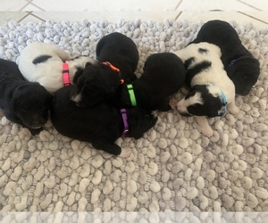 Pyredoodle Litter for sale in CHANDLER HEIGHTS, AZ, USA