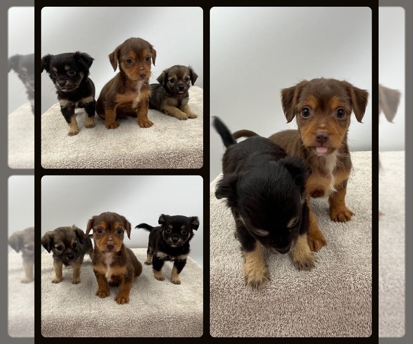 Medium Photo #1 Chorkie Puppy For Sale in SAINT AUGUSTINE, FL, USA