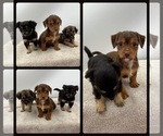 Small Photo #1 Chorkie Puppy For Sale in SAINT AUGUSTINE, FL, USA