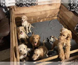 Goldendoodle Litter for sale in SHAWANO, WI, USA