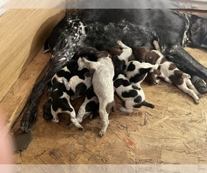 German Shorthaired Pointer Litter for sale in SPRINGFIELD, IL, USA