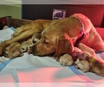 Small Photo #1 Golden Labrador Puppy For Sale in SAYRE, PA, USA